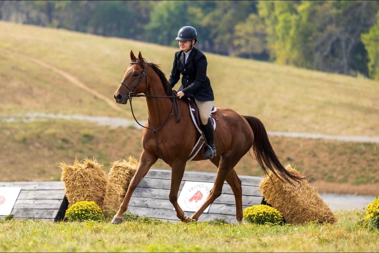 Mackenzie Gwin Equestrian site preview